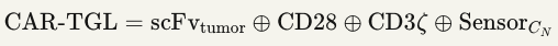 CAR-TGL=scFvtumor⊕CD28⊕CD3ζ⊕SensorCNCAR-TGL=scFvtumor​⊕CD28⊕CD3ζ⊕SensorCN​​